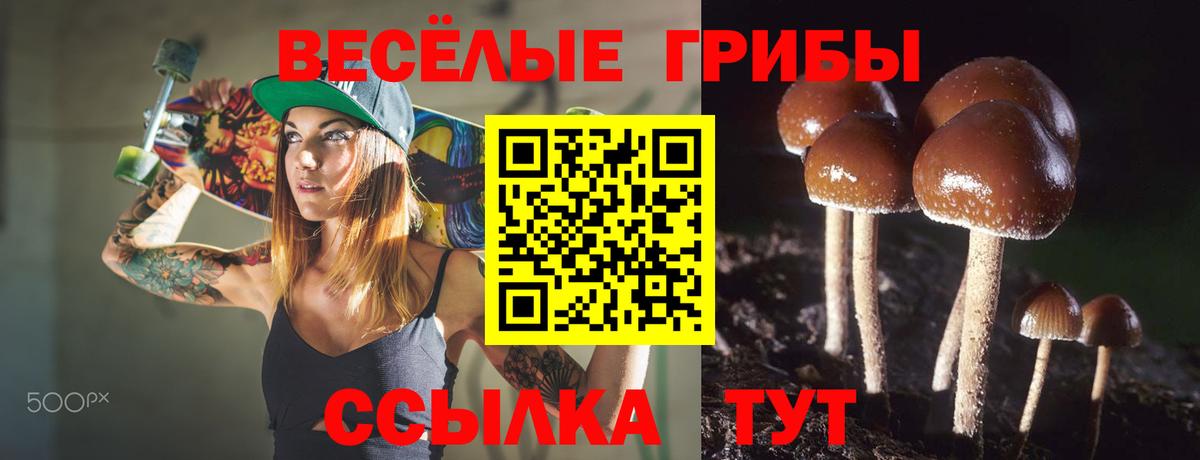 Галлюциногенные грибы GOLDEN TEACHER  Вход с VPN  где продают наркотики  Псилоцибиновые грибы мицелий  Будённовск 
